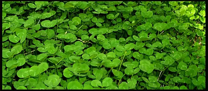 The Ultimate Guide to Cover Crops for Gardeners