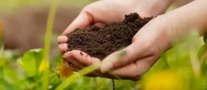 10 Regenerative Gardening Tips to Boost Soil Health