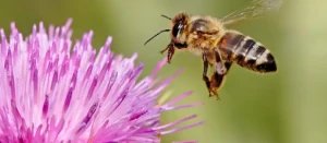 13 Easy to Grow Herbs for Bees