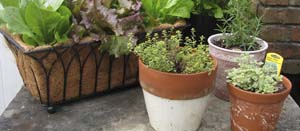 The Art of Container Gardening with Vegetables and Herbs