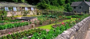 Crop rotation in my garden, why should I?