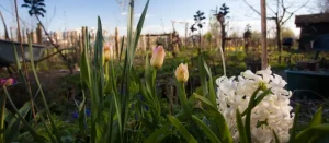 Flower Power: Selecting and Planting Spring-Blooming Bulbs