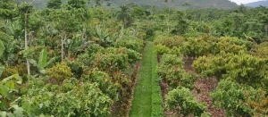 Harmony in Cultivation: Exploring the Synergy of Permaculture and Agroforestry