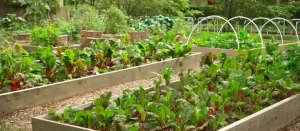 How to Make a No-Till Garden