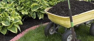 Soil Health: Building the Foundation for Your Garden's Success