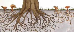 The Marvels of Mycorrhizal Fungi in Gardening