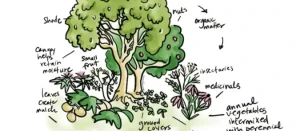 What are guilds in permaculture?