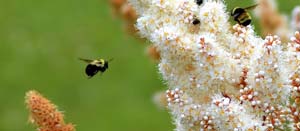 Why are pollinators so important in your garden and how to get more of them?