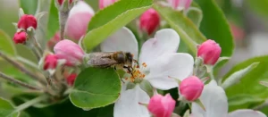 Why Building Guilds Around Your Trees Benefits Your Garden